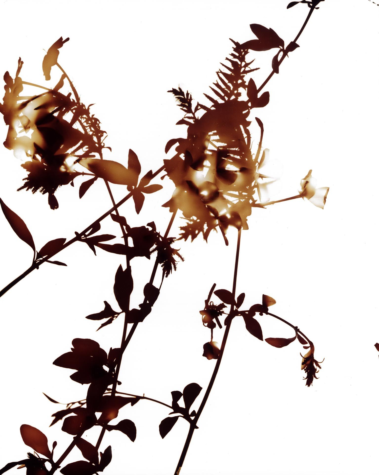 A photograph by James Welling, titled #001, dated 2004.
