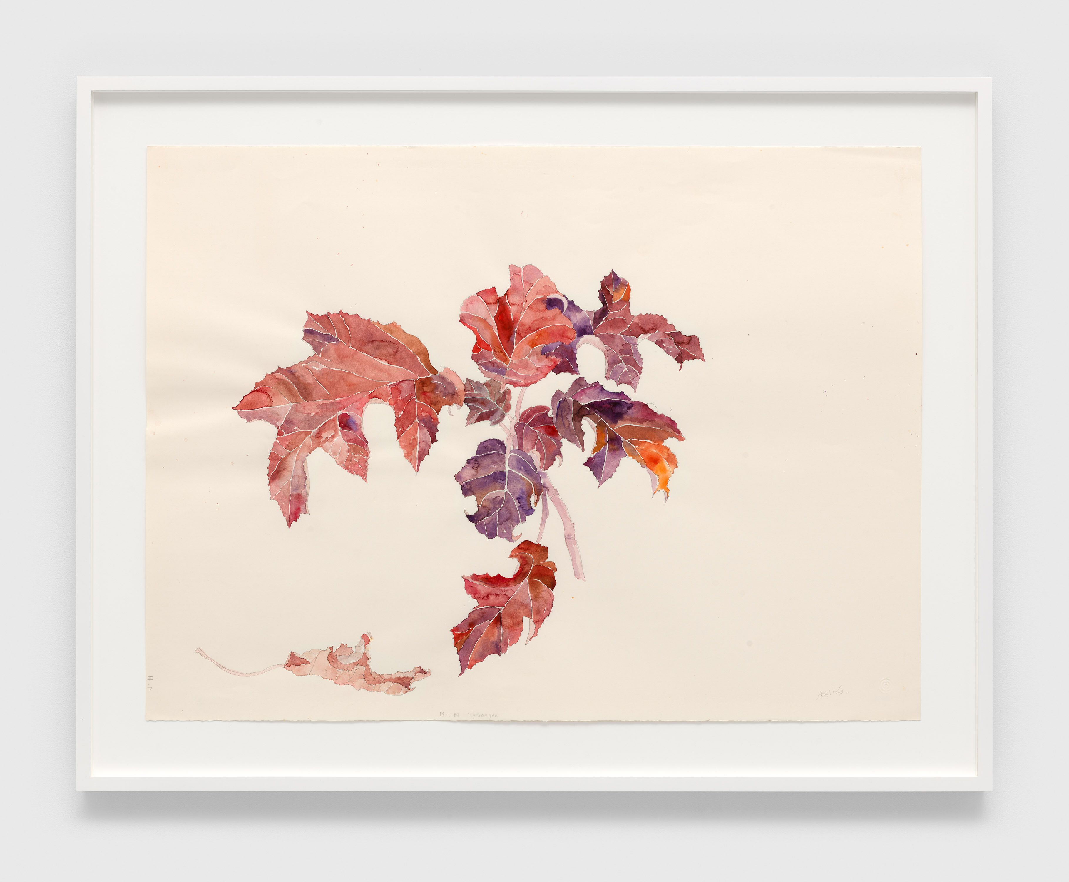 A graphite pencil and watercolor paint on watercolor paper artwork by Ruth Asawa, titled Hydrangea (WC.273, Hydrangea Leaves), dated 1984.