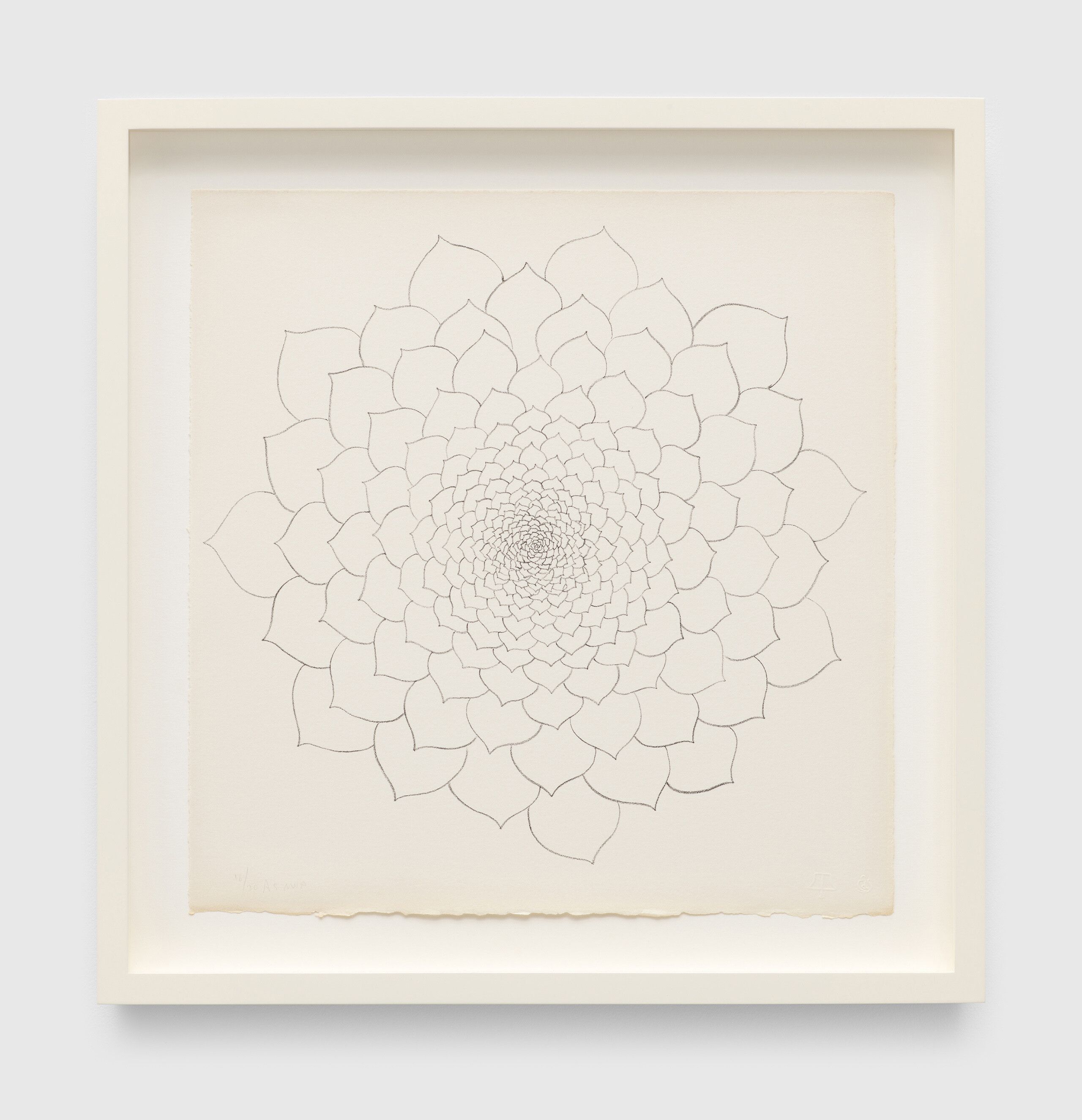 A print by Ruth Asawa, called Untitled (TAM.1480, Succulent, from the Portfolio Flowers), dated 1965.