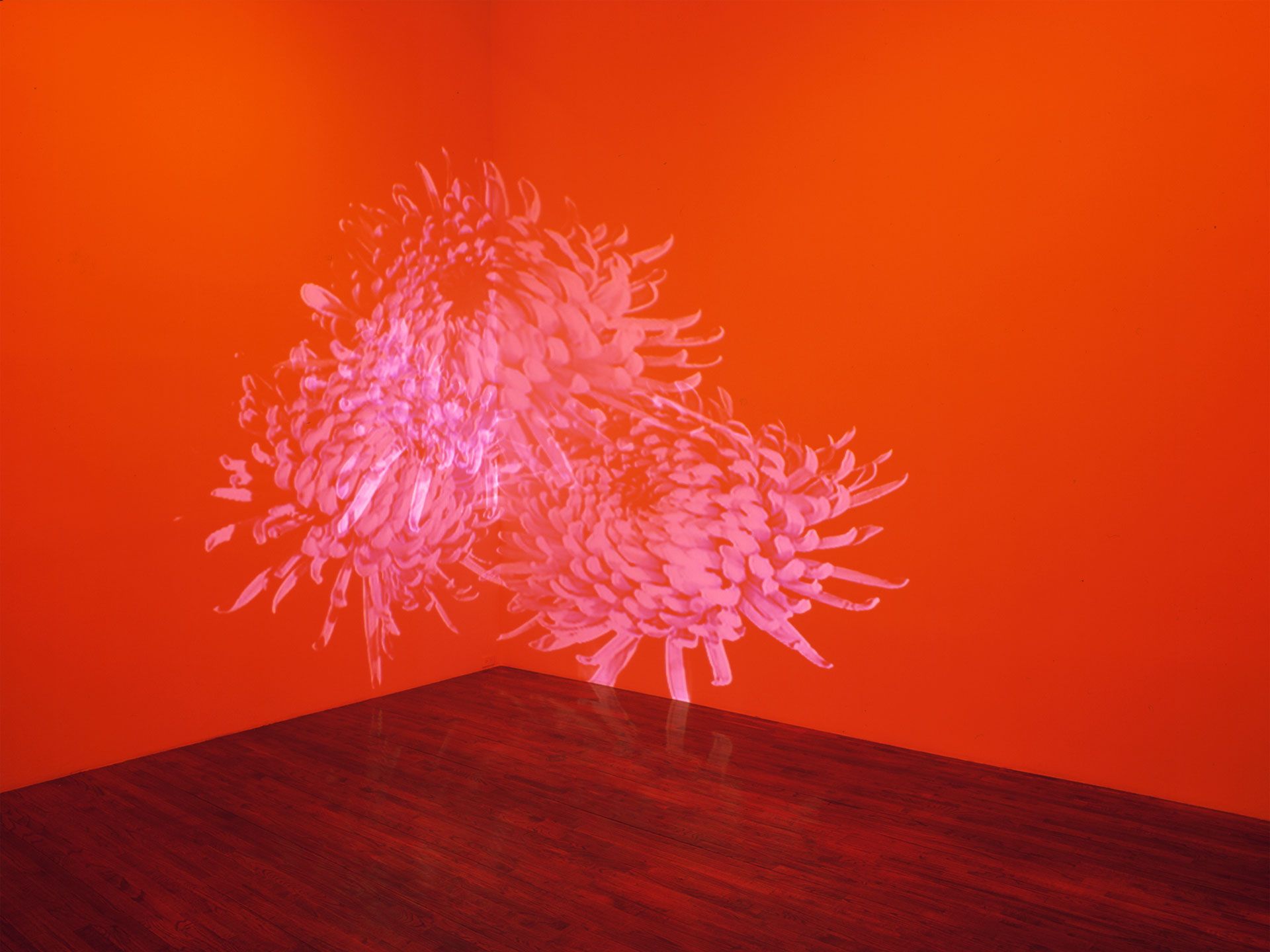 A video by Diana Thater, titled Orange Room (Wallflowers), dated 2001.