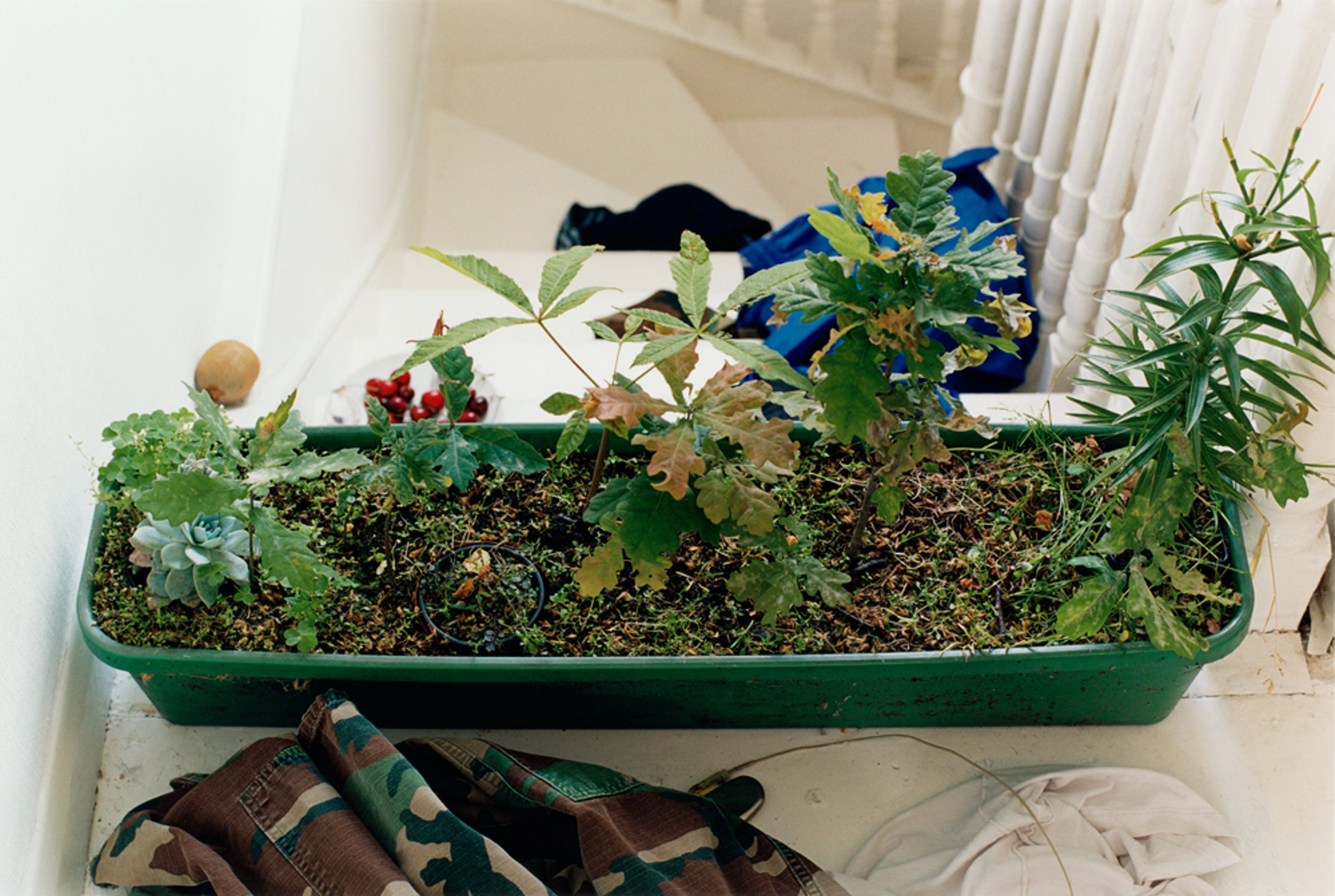 A photograph by Wolfgang Tillmans, titled windowbox, dated 2000.