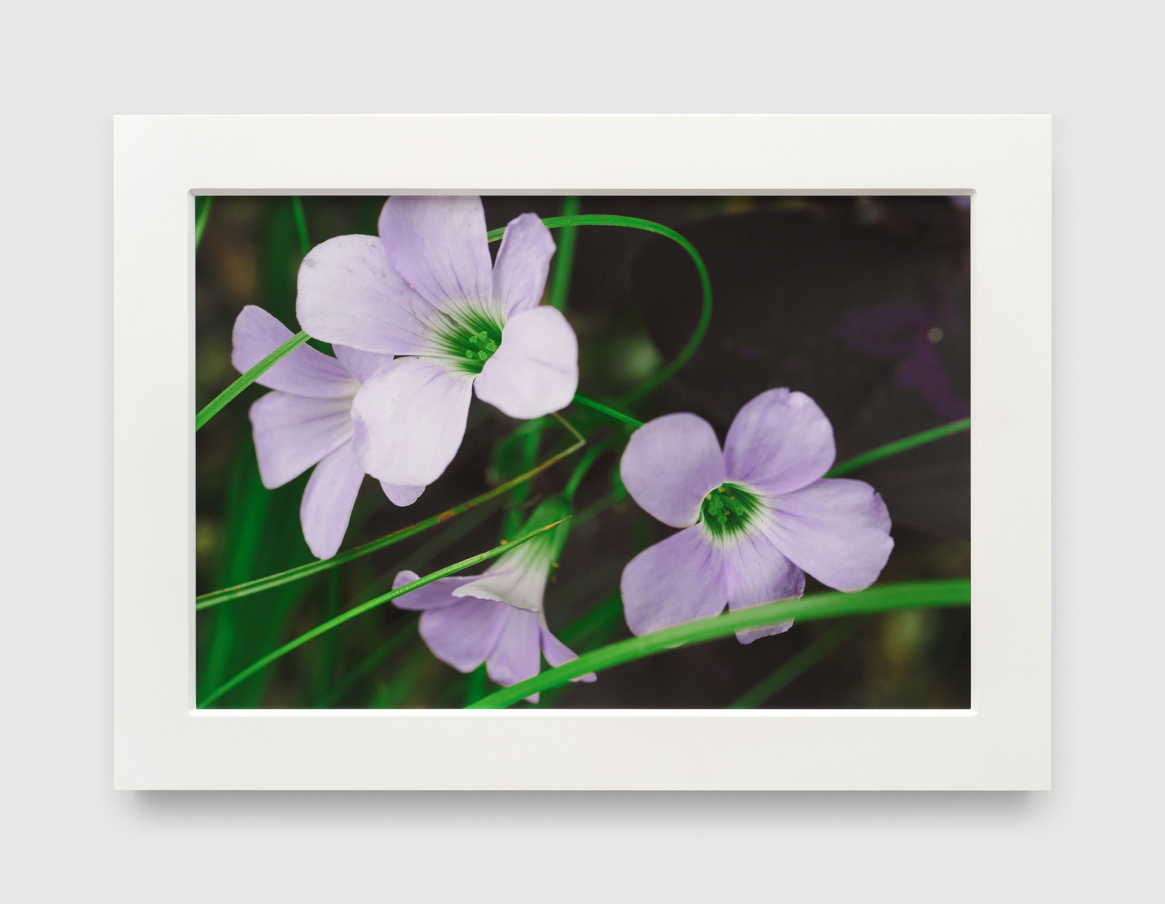 A photograph by James Welling, titled Oxalis, dated 2025.