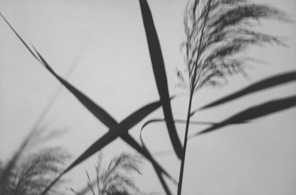 A silver gelatin print by Roy DeCarava, titled Grass, dated 1991.