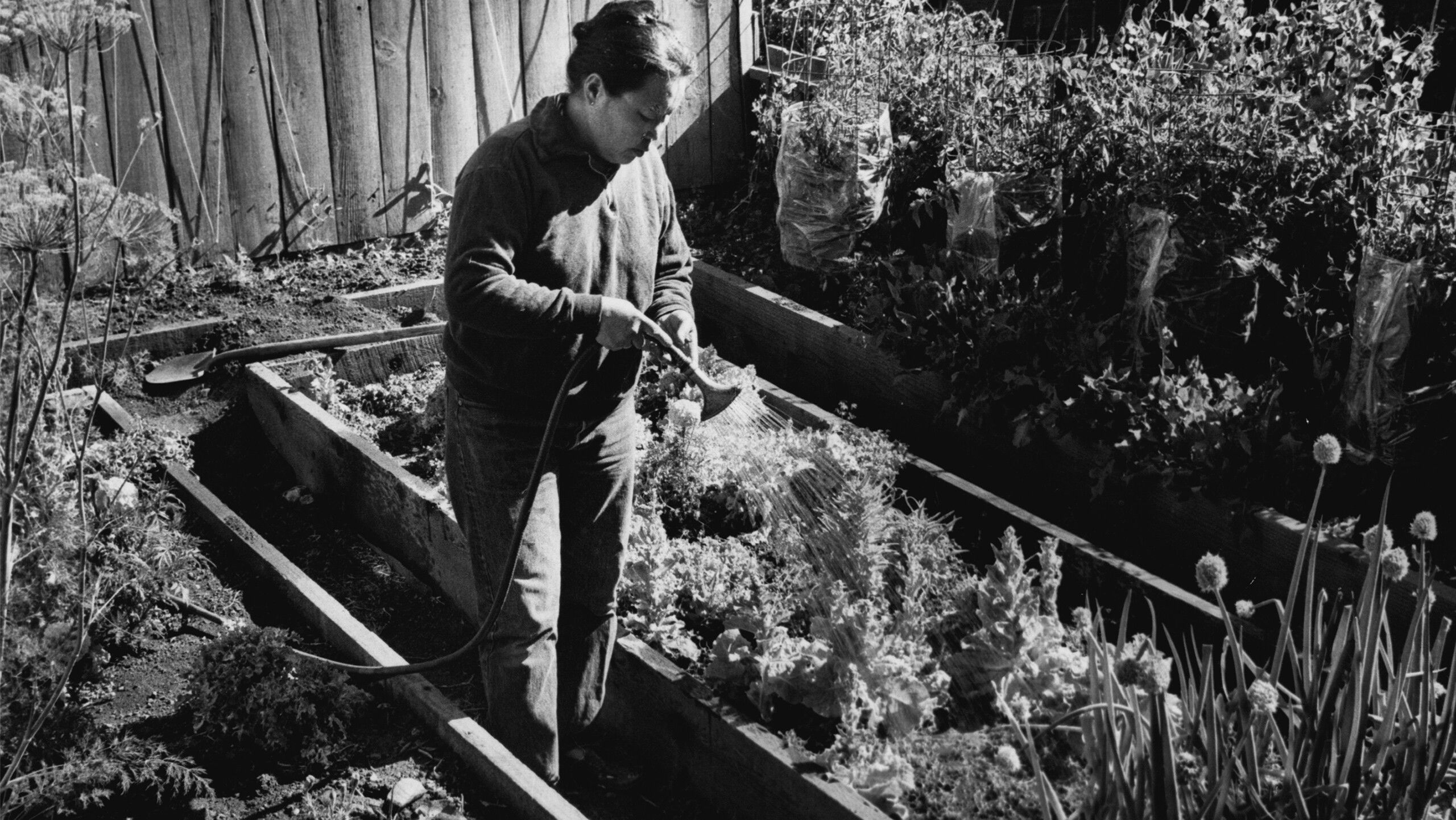 Ruth Asawa watering her vegetable garden at her Noe Valley home, c. 1976. 