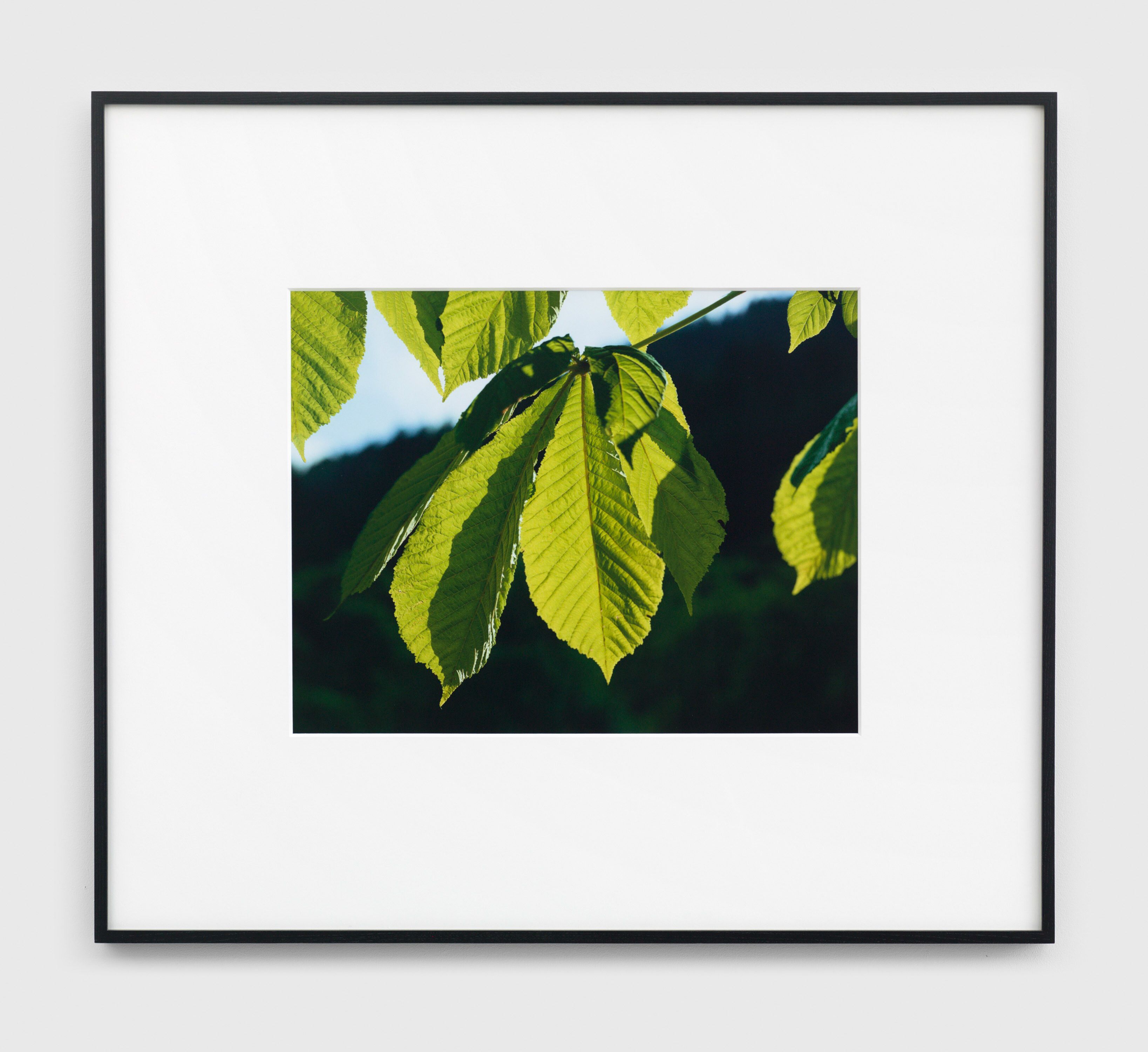A photograph by Christopher Williams, titled Garten in Voigtmichelshof, Alpirsbach June 7, 2010, dated 2010.