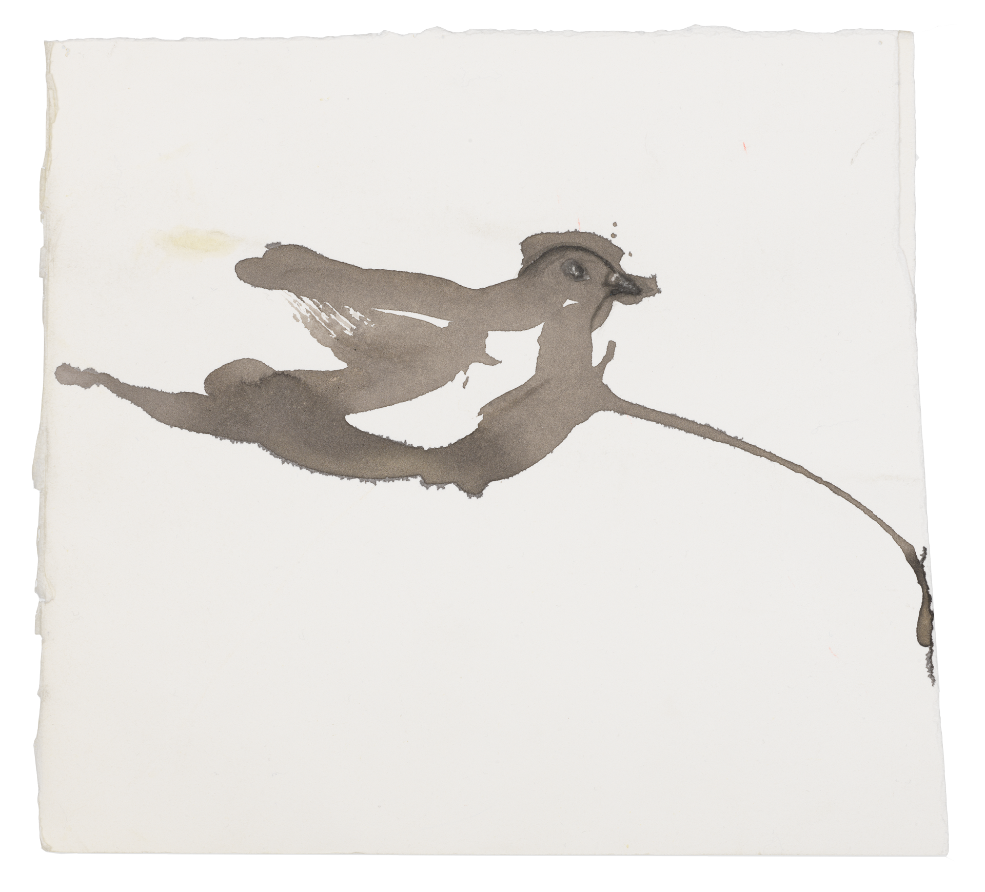A drawing by Marlene Dumas, titled The dove, dated 2015 to 2016.