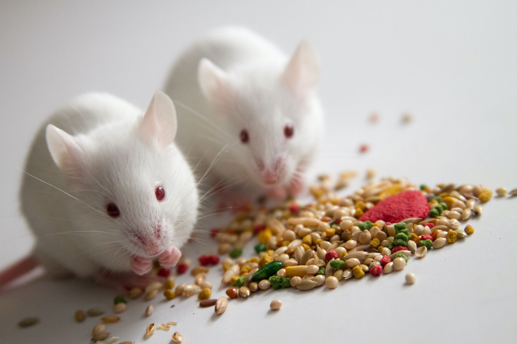 Animal management and welfare in laboratories