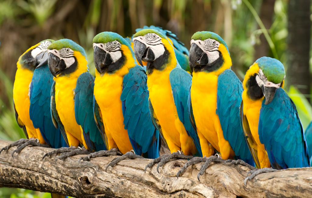 Ethology: Deepening Knowledge