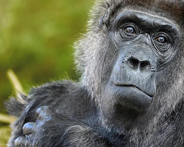 Animal welfare: definitions and assessment