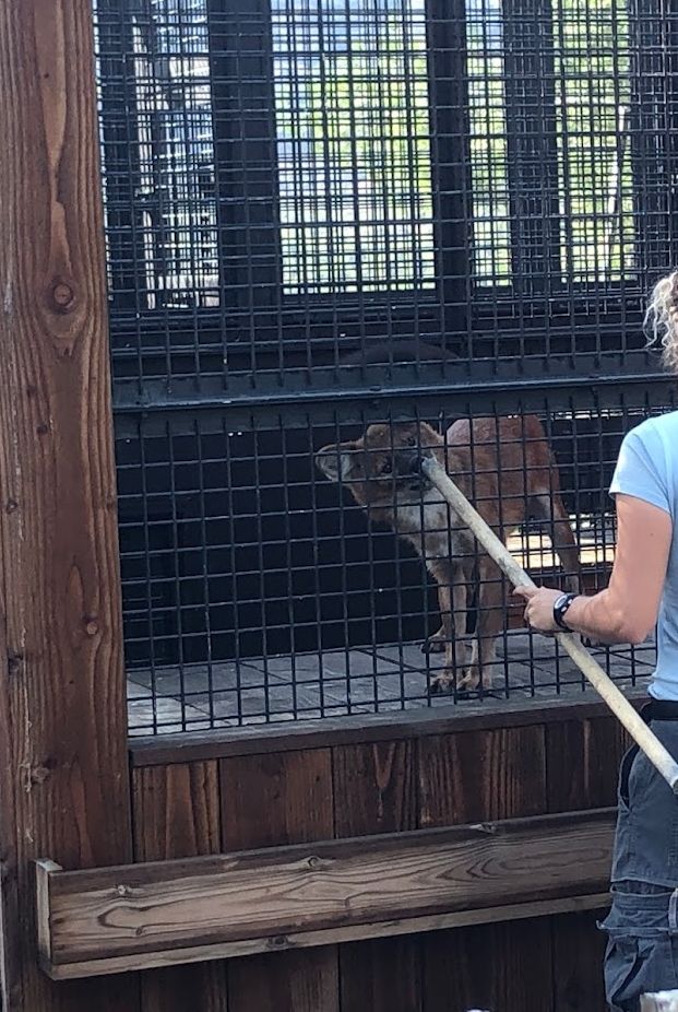 Animal Training