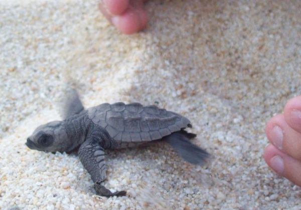 Guía de liberación de tortugas en Zipolite: Dónde y cómo vivir esta experiencia