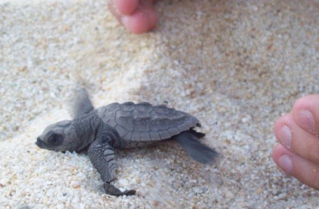 Guía de liberación de tortugas en Zipolite: Dónde y cómo vivir esta experiencia