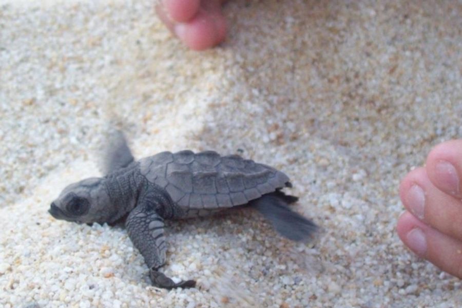 Playa Ventanilla — Cocodrilos y Tortugas — imagen 1