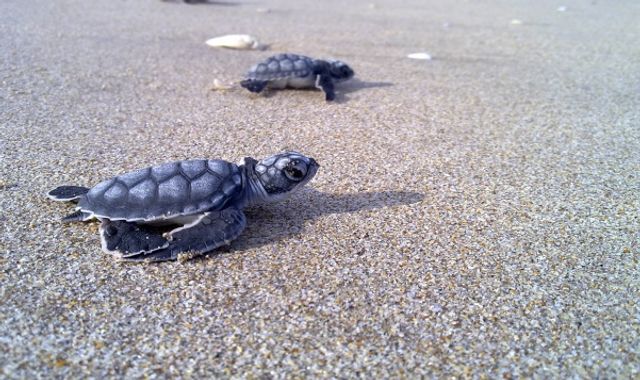 Playa Escobilla
