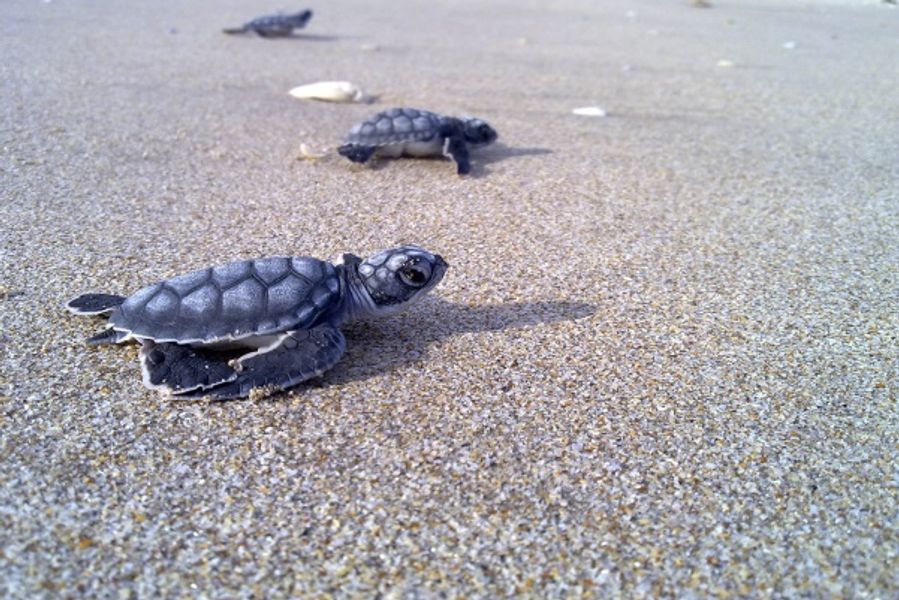 Playa Ventanilla — Cocodrilos y Tortugas — imagen 2