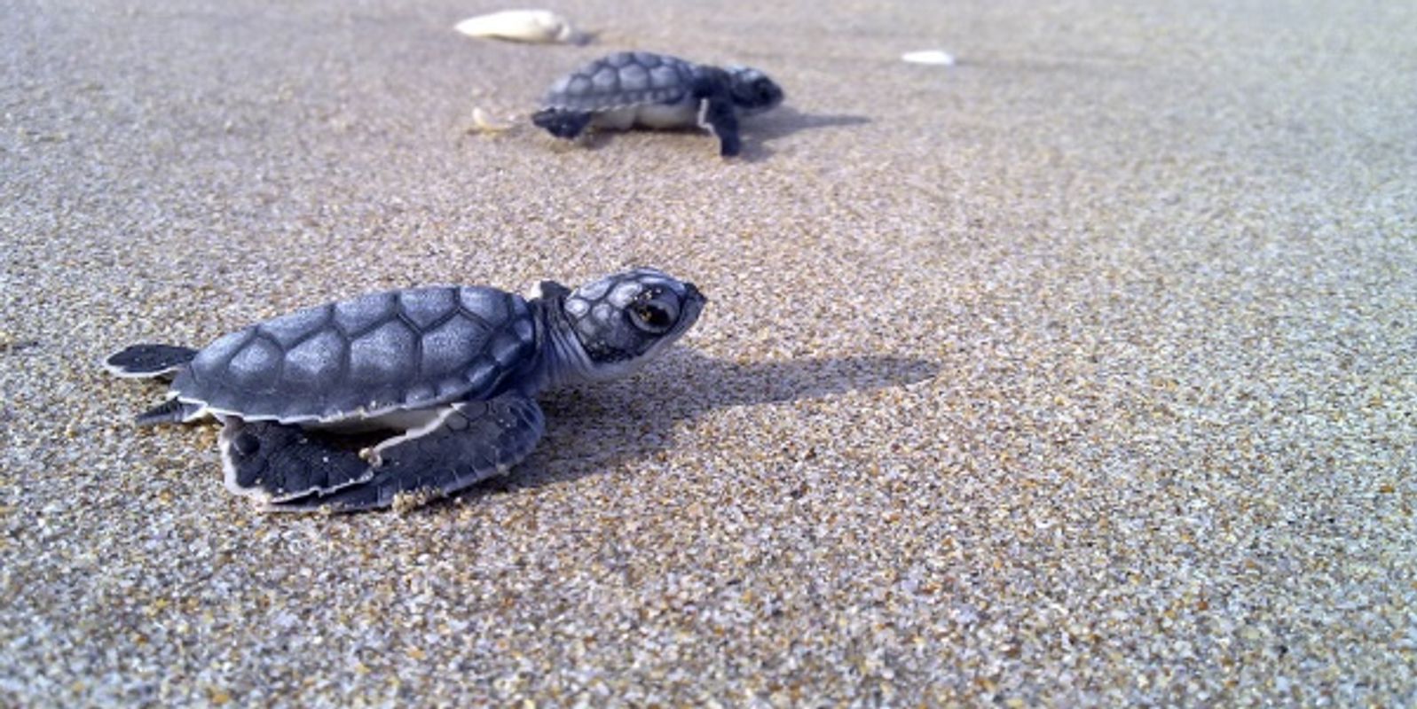 Playa Escobilla