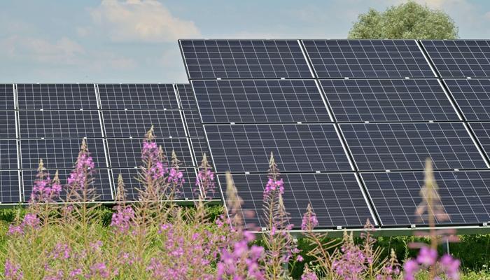 solar panels in a field with flowers