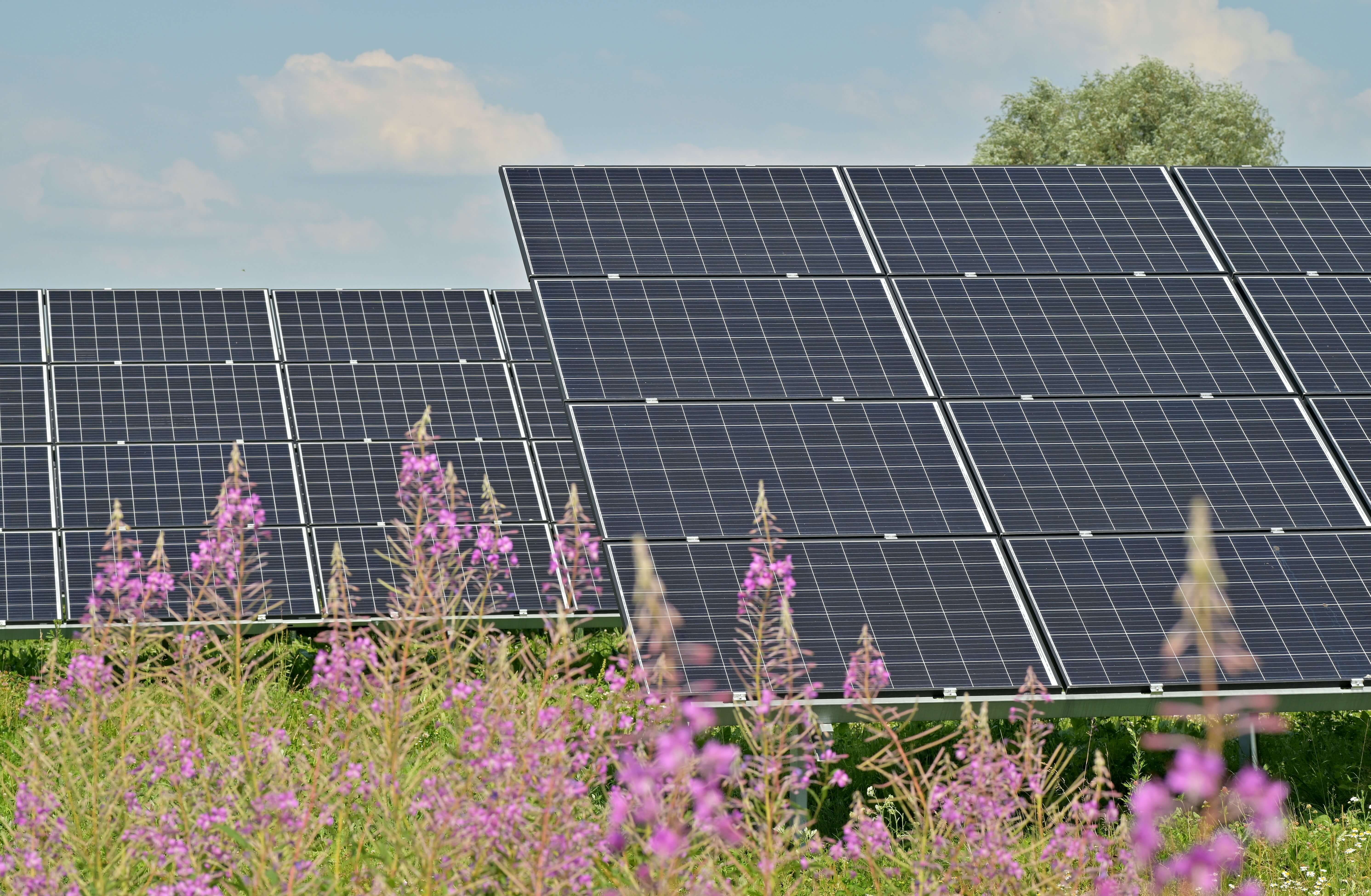 solar panels in a field with flowers