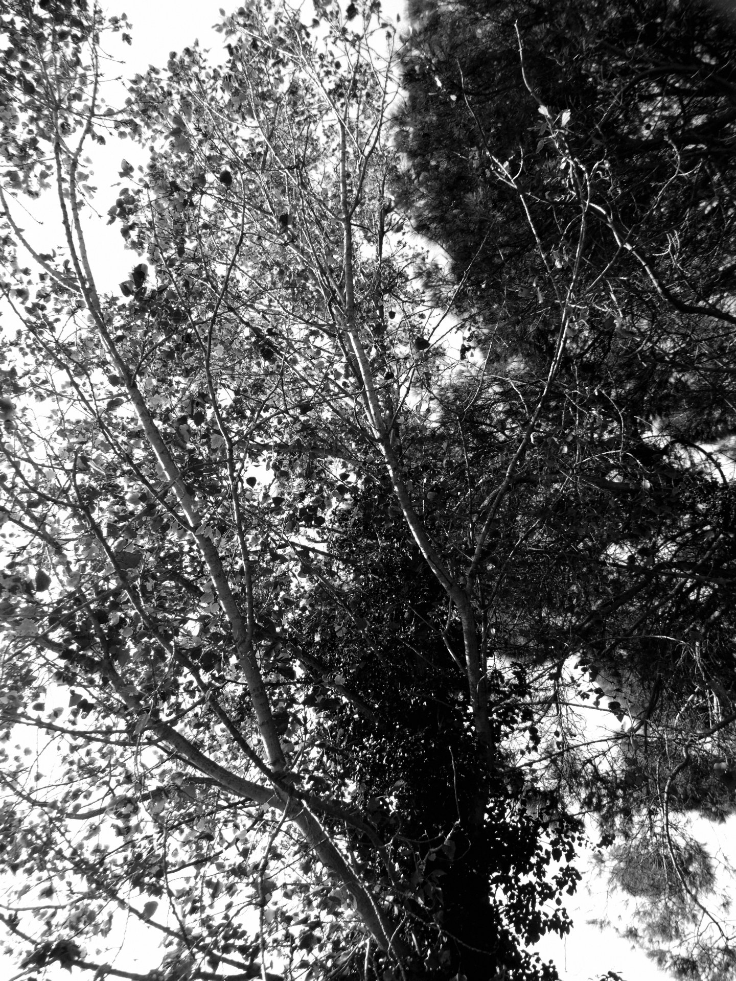 Casa 1931_NordEst Arquitectura_Gualta, Spain_Entorn_02