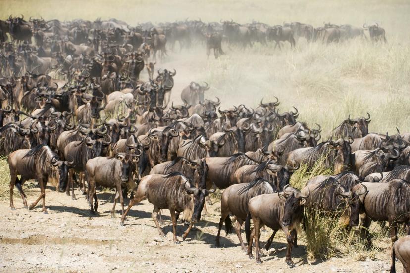 Copy of Tanzania 1603 0940