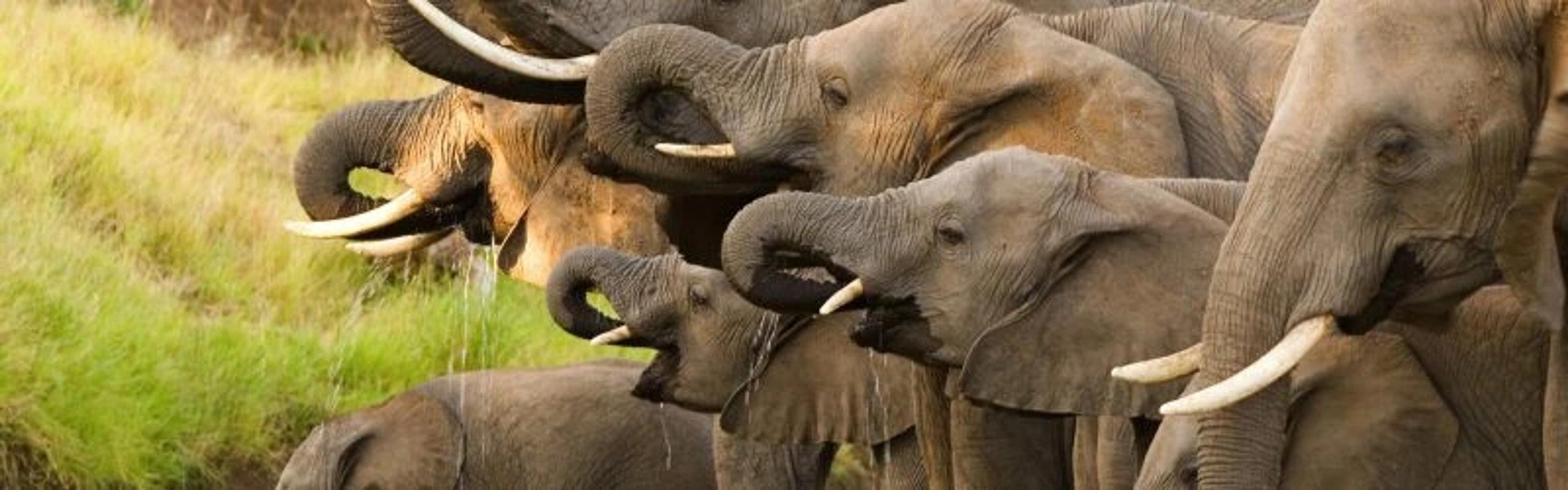 Herd of Elephants