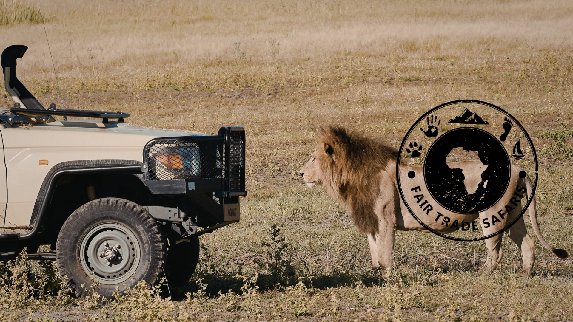 Lion standing face to face with a safari vehicle on open savanna grassland, featuring the Fair Trade Safaris logo on the right.
