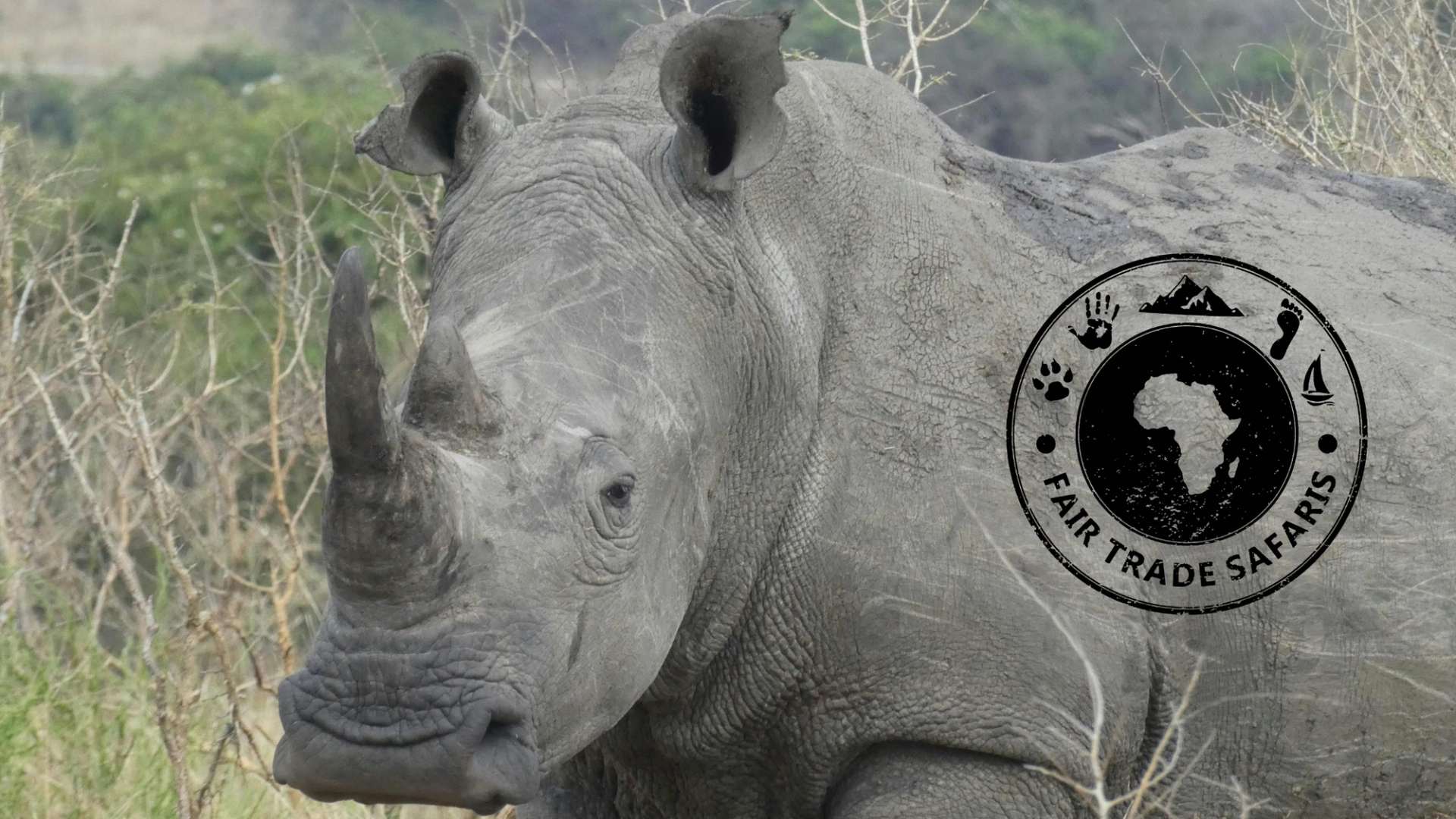 Close-up of a rhinoceros standing in bushland vegetation, with the Fair Trade Safaris logo displayed on the right.