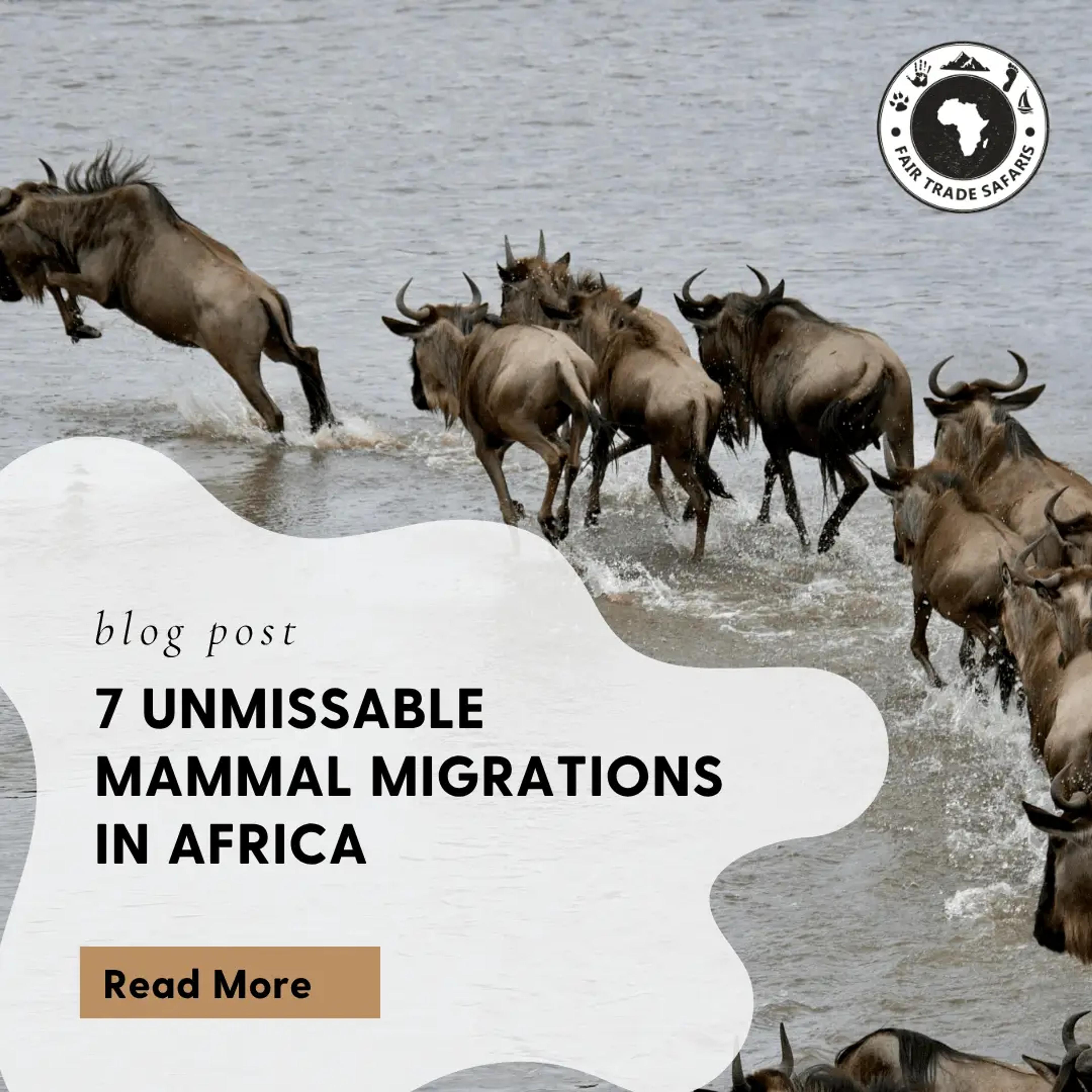 7 Unmissable Mammal Migrations in Africa