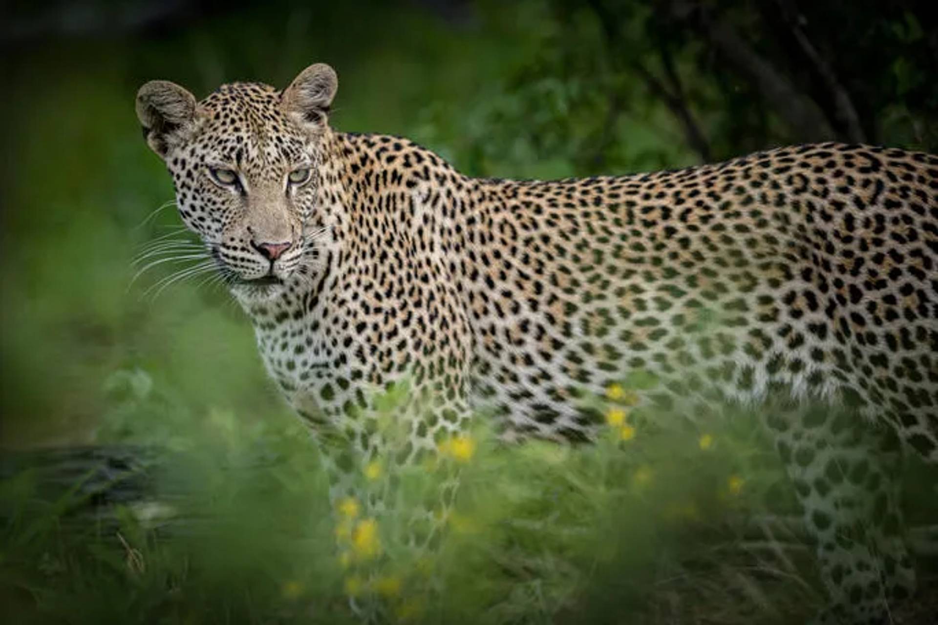 Leopard standing alert in dense green bushveld during a luxury Big Five safari in South Africa