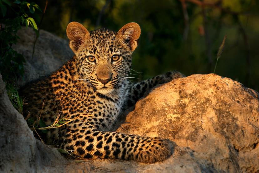 Leopard Cub copy