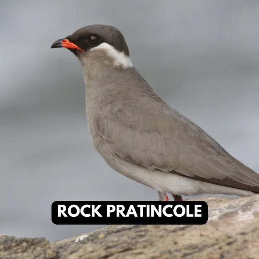 Rock Pratincole