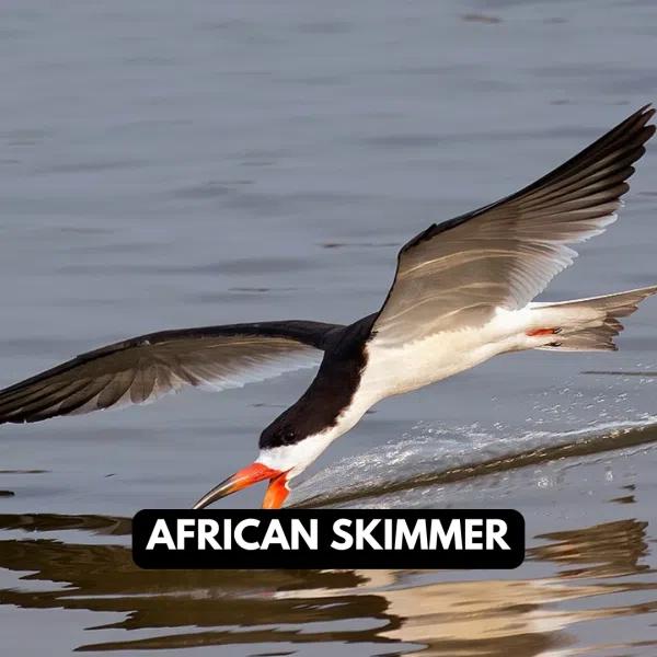 African Skimmer