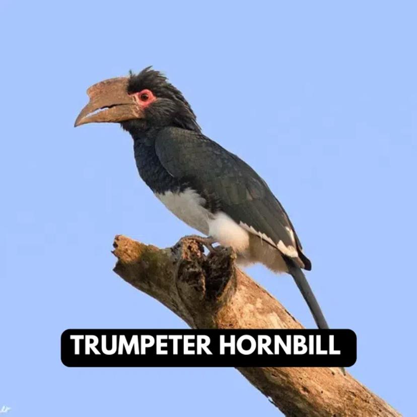 Trumpeter Hornbill