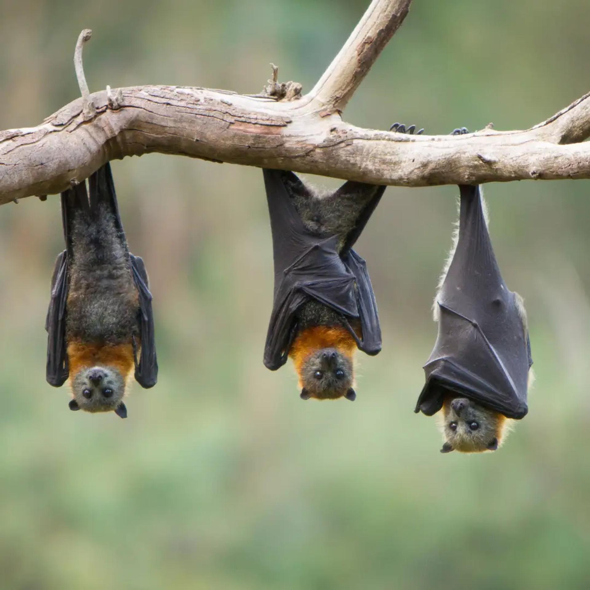 Fruit Bat Migration in Kasanka, Zambia