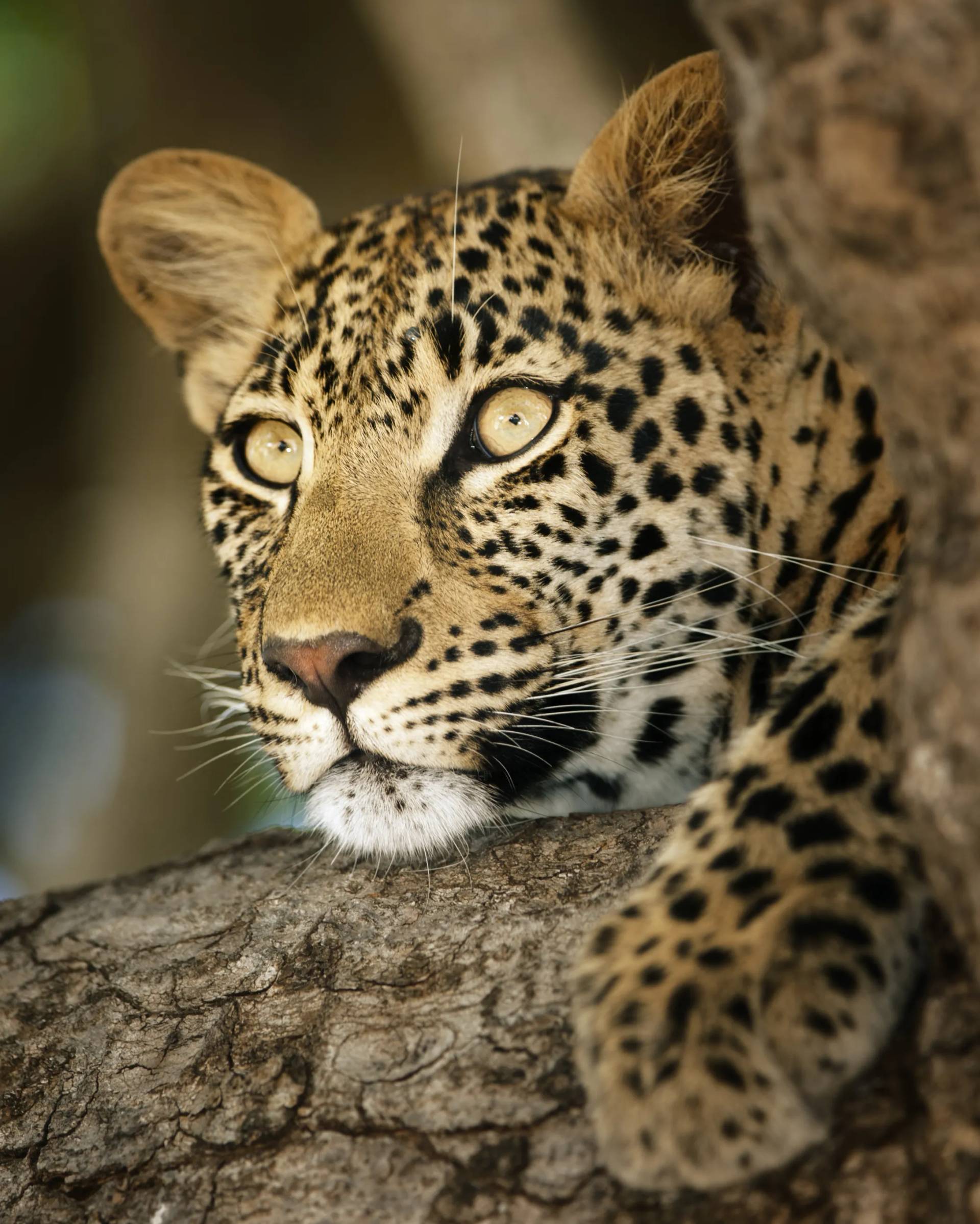 Close-up of a leopard resting on a tree branch in South Luangwa National Park, Zambia