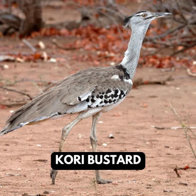 Kori Bustard