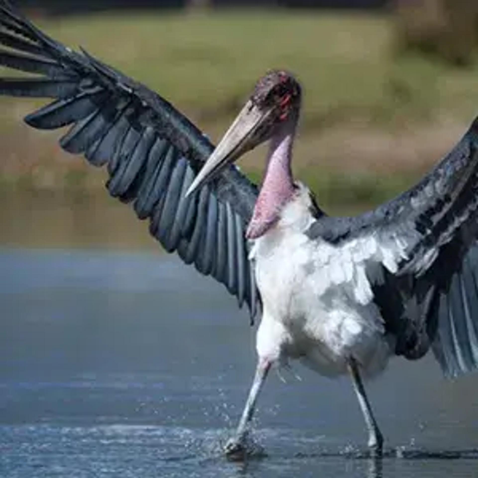 Bird