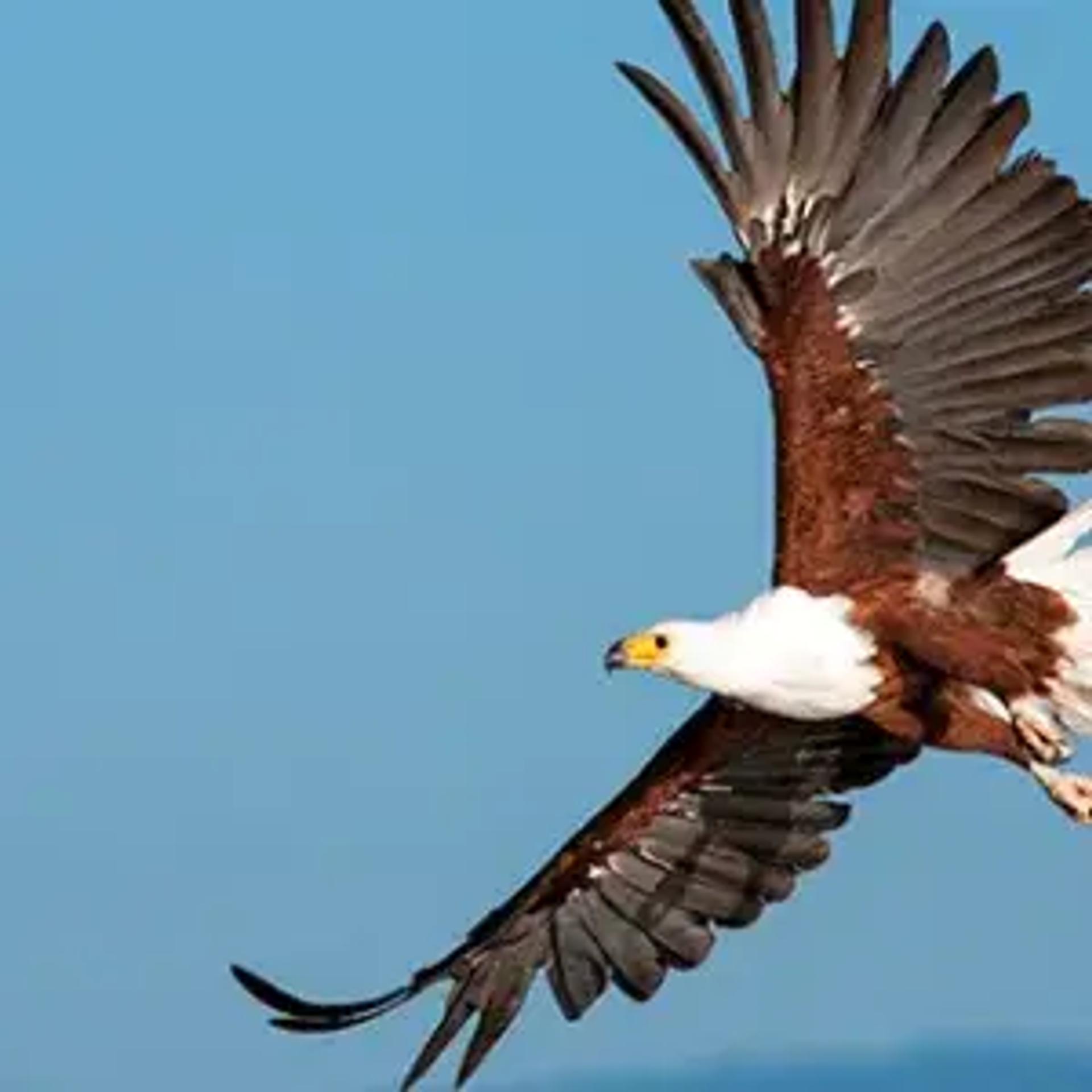 Eagle