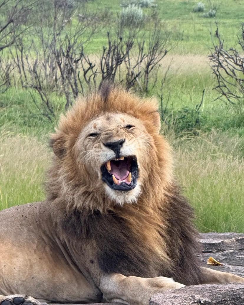 The Lion King