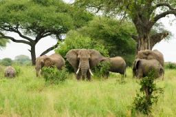 Elephants walking through the green savanna of Chobe National Park, Botswana