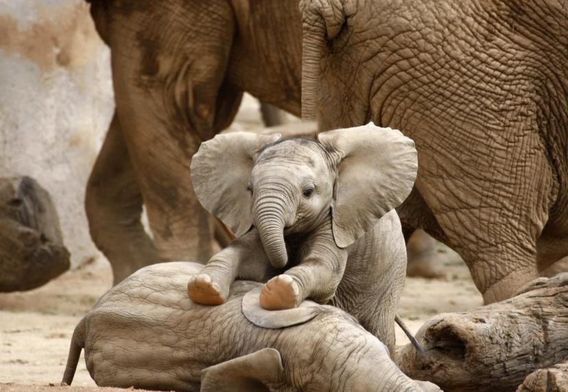 Elephant cute baby
