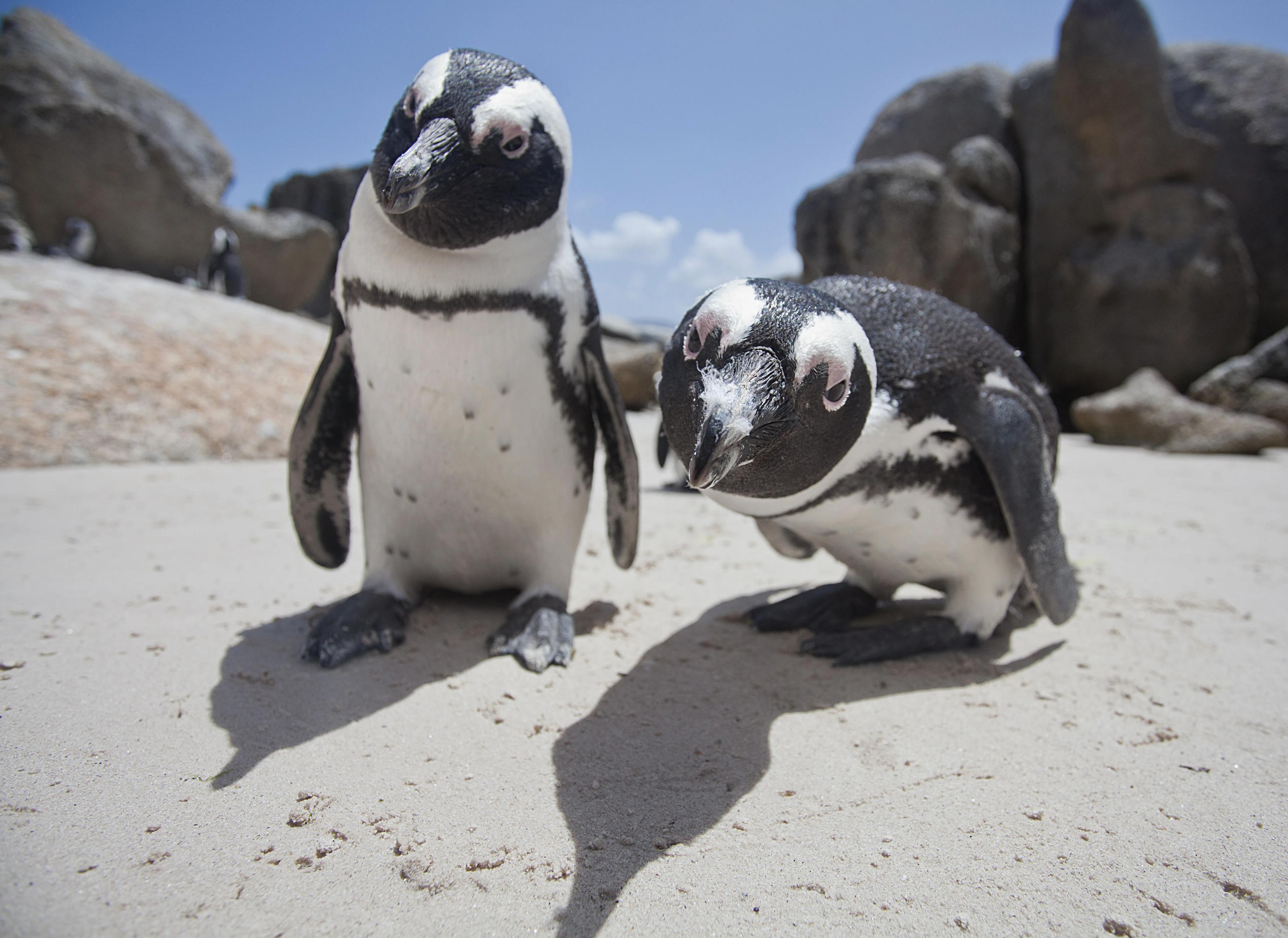 South Africa