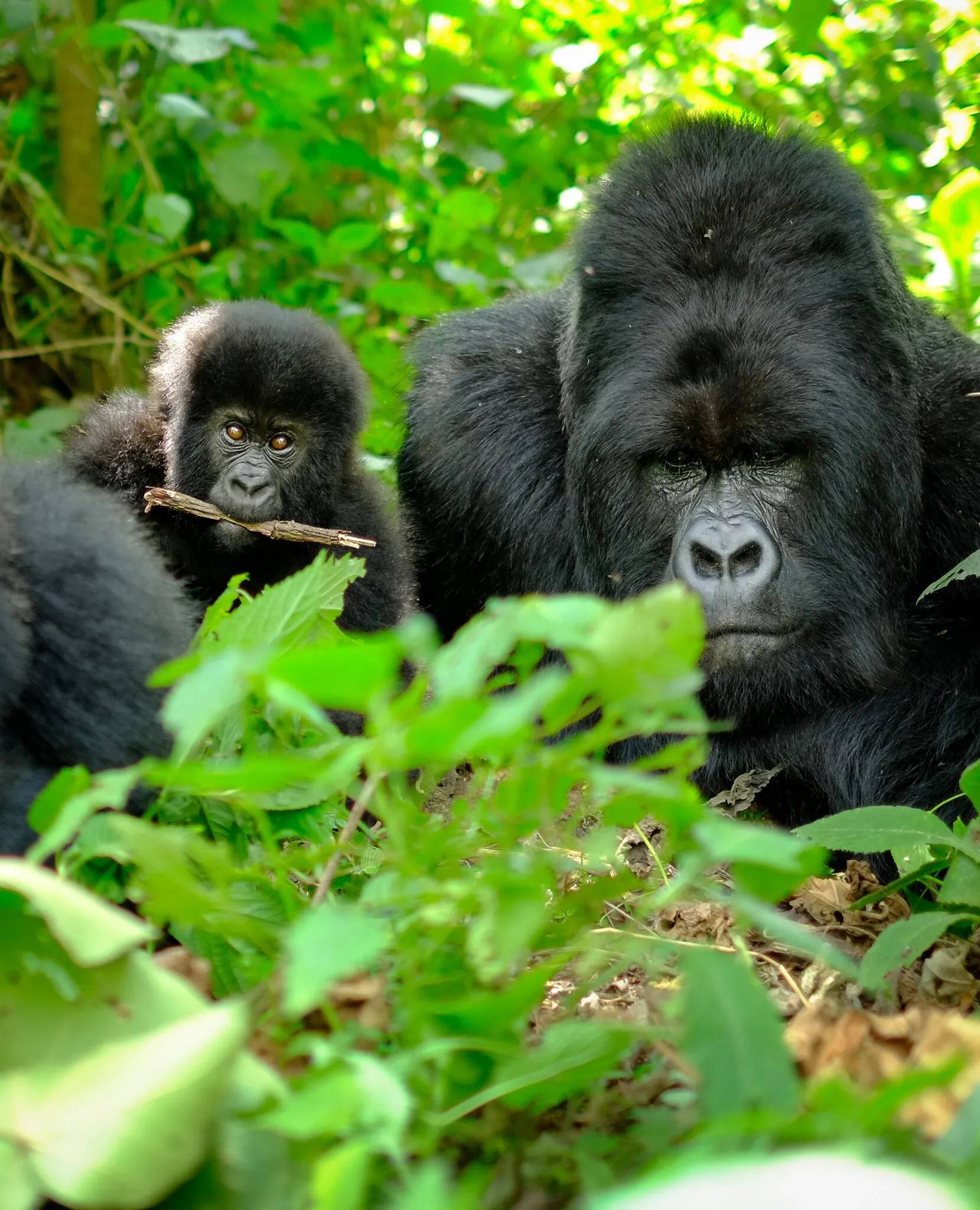 Mountain gorilla with baby resting in dense forest during a trekking safari in East Africa
