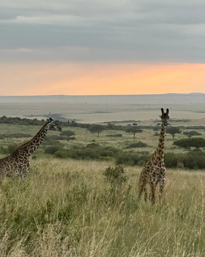 Giraffe