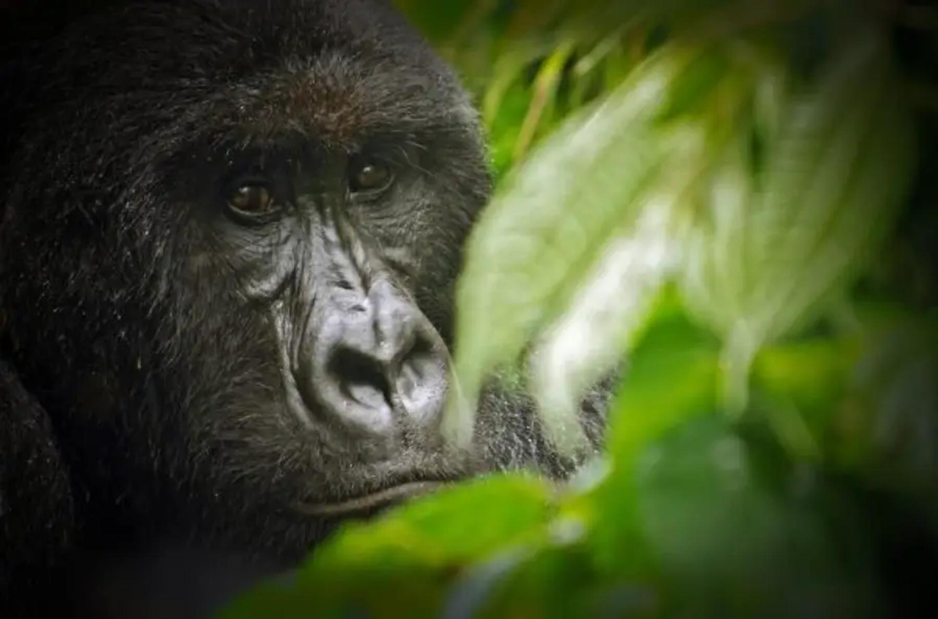 Gorilla Closeup