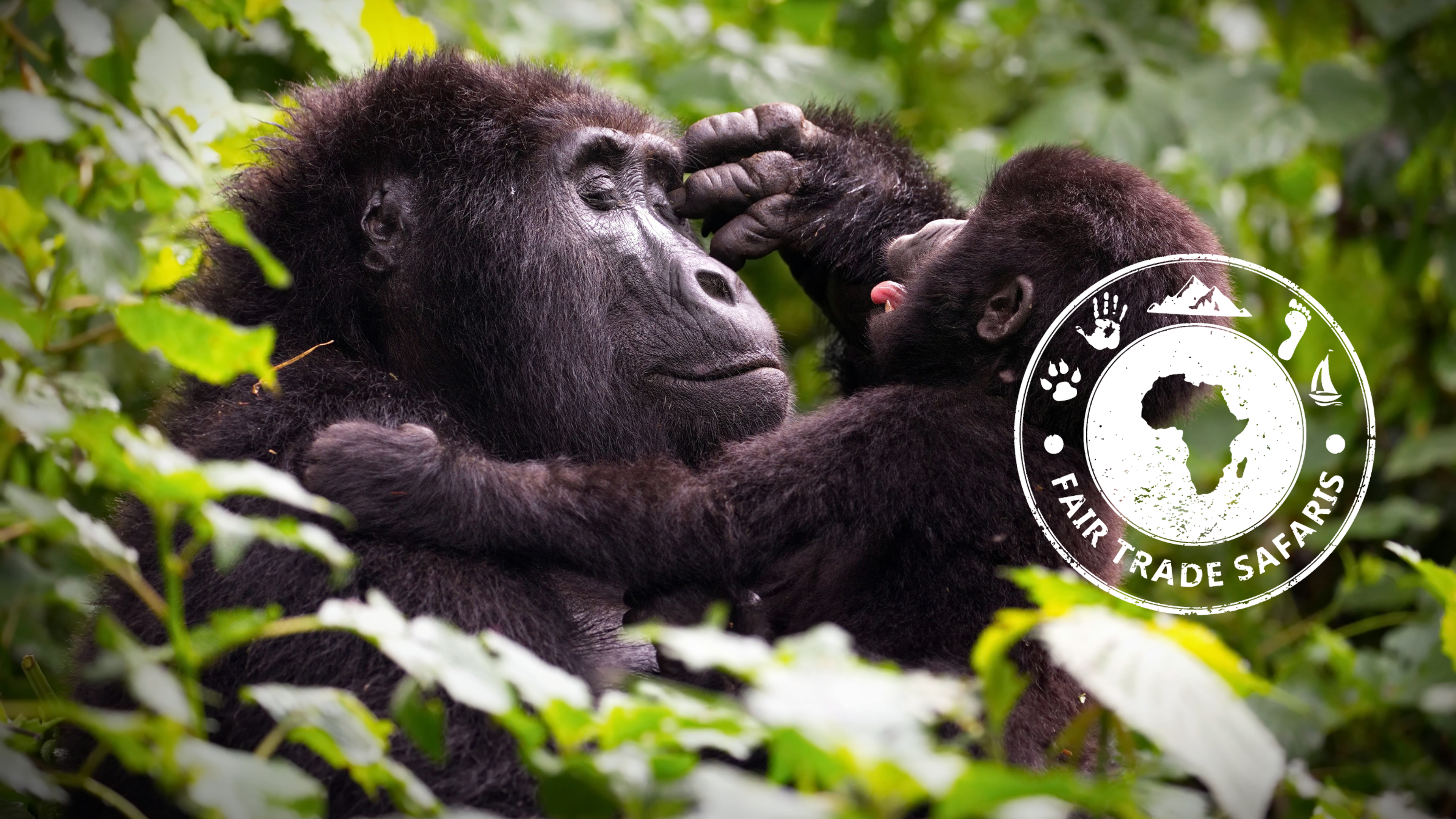 gorilla