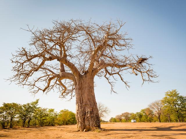 ancient baobabs Tree
