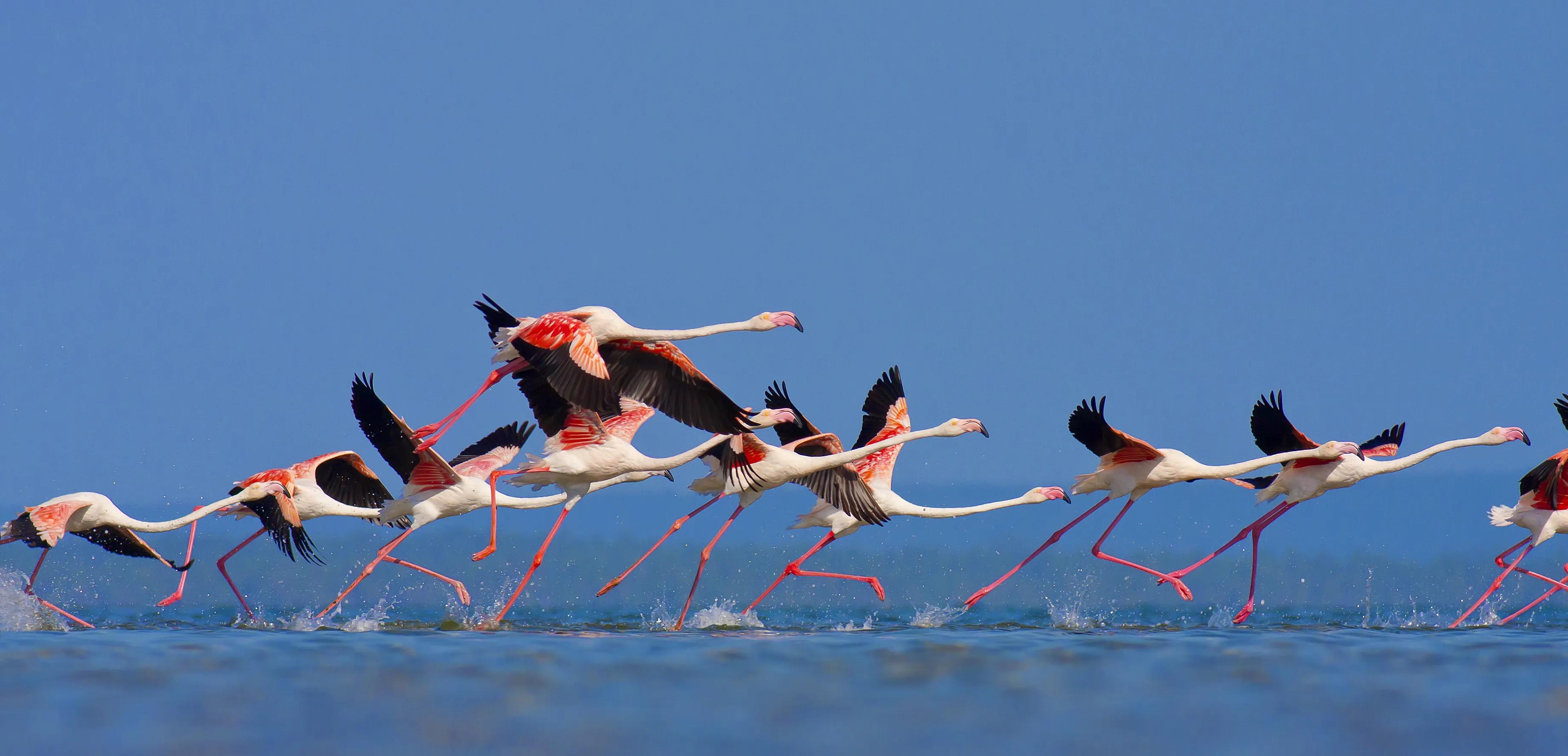 Flamingo