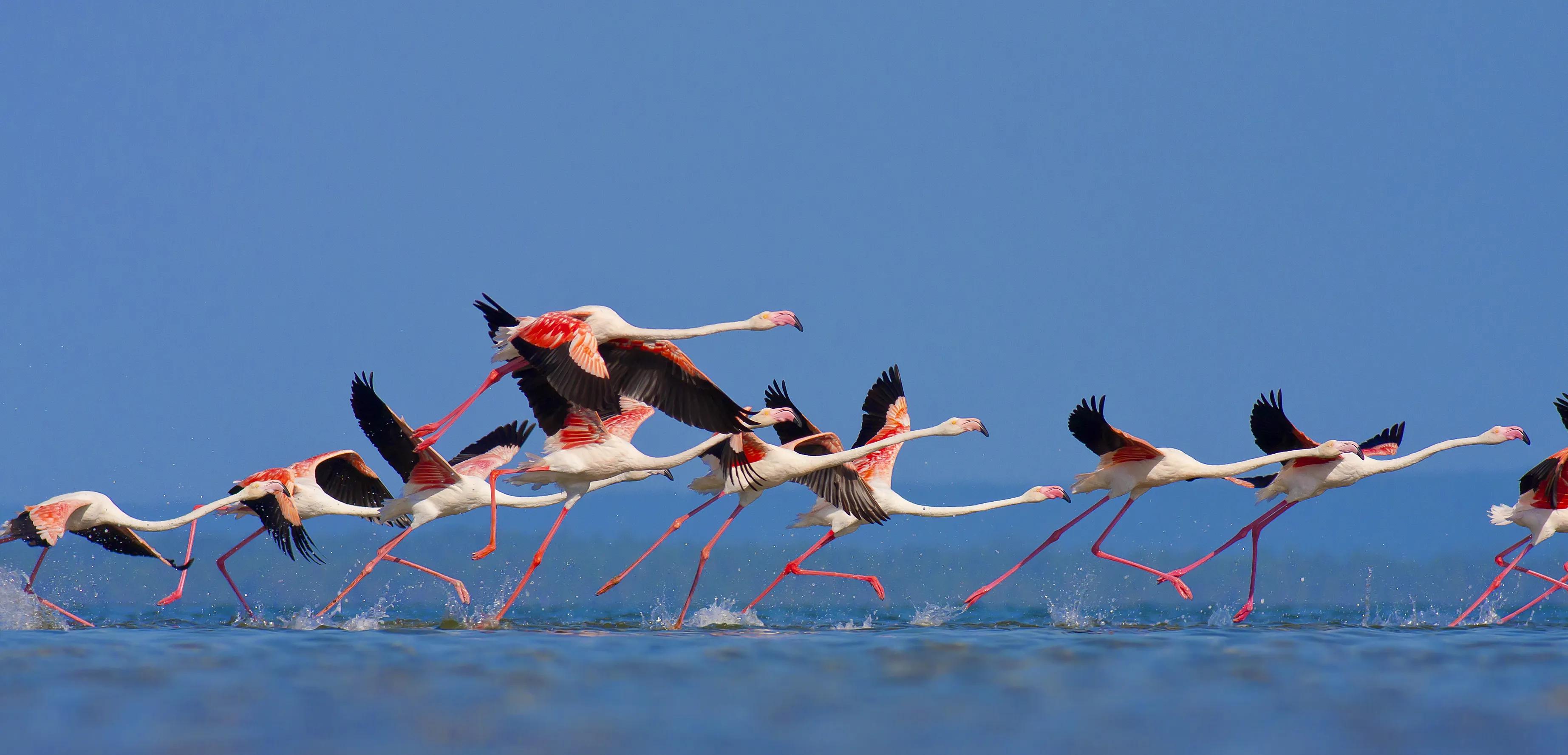Flamingo