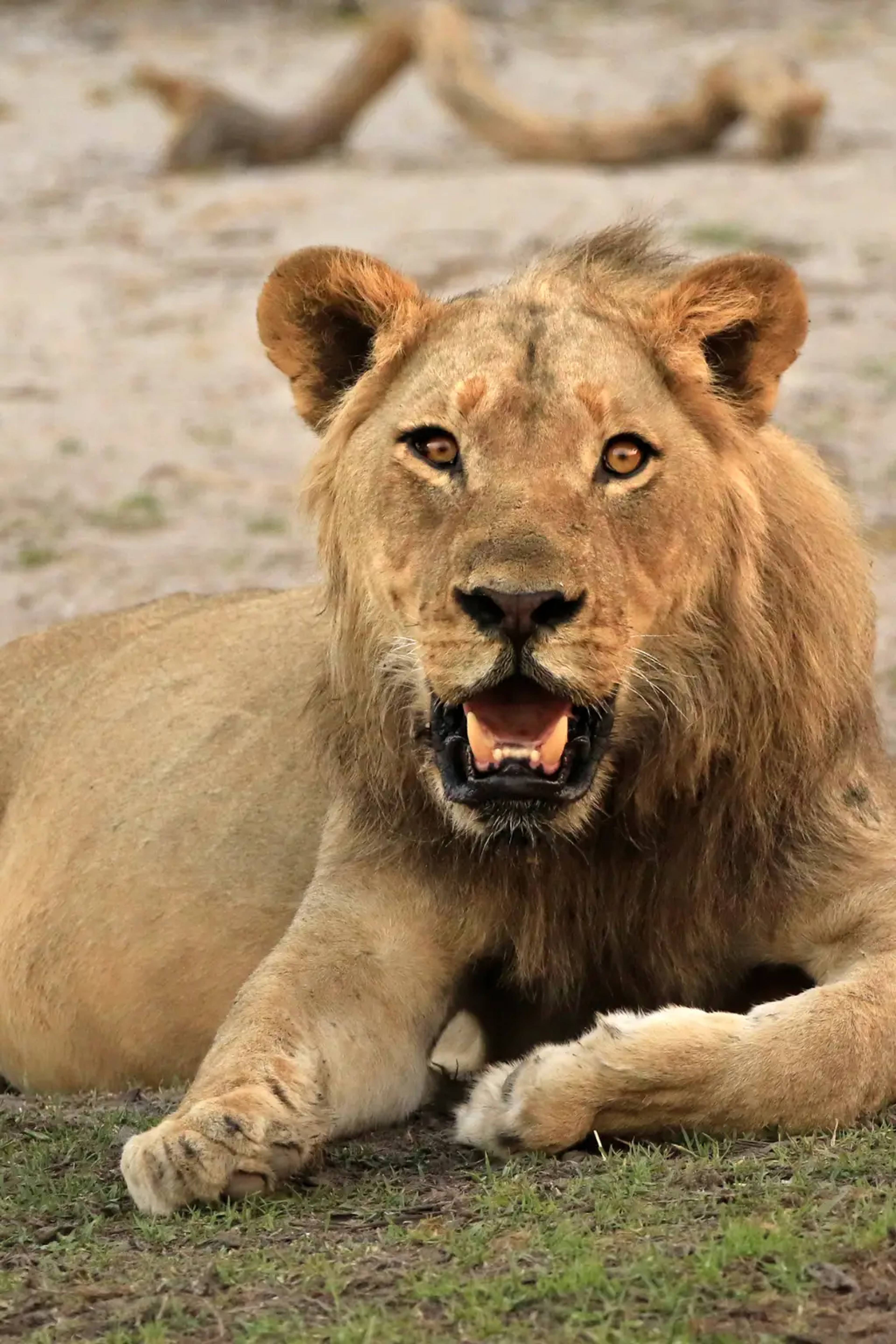Lion